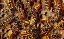 Wasps_vespula_germanica2