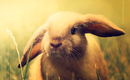 Bunny_by_lieveheersbeestje