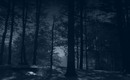 Dark_forest_by_sonnenradbanner