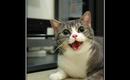 Funny-pictures-cat-took-your-prozac